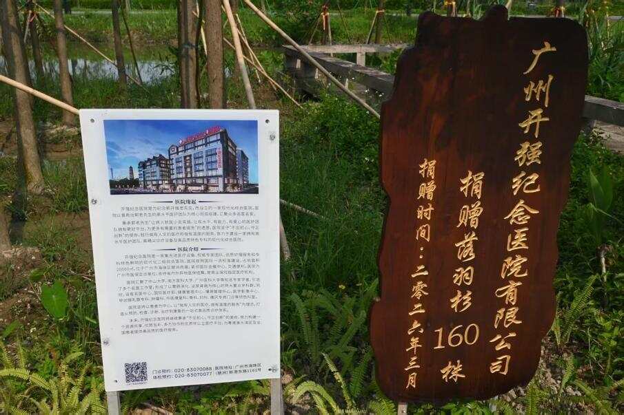 自愿捐赠在修复基地栽种的落羽杉等 自愿捐赠在修复基地栽种的落羽杉等