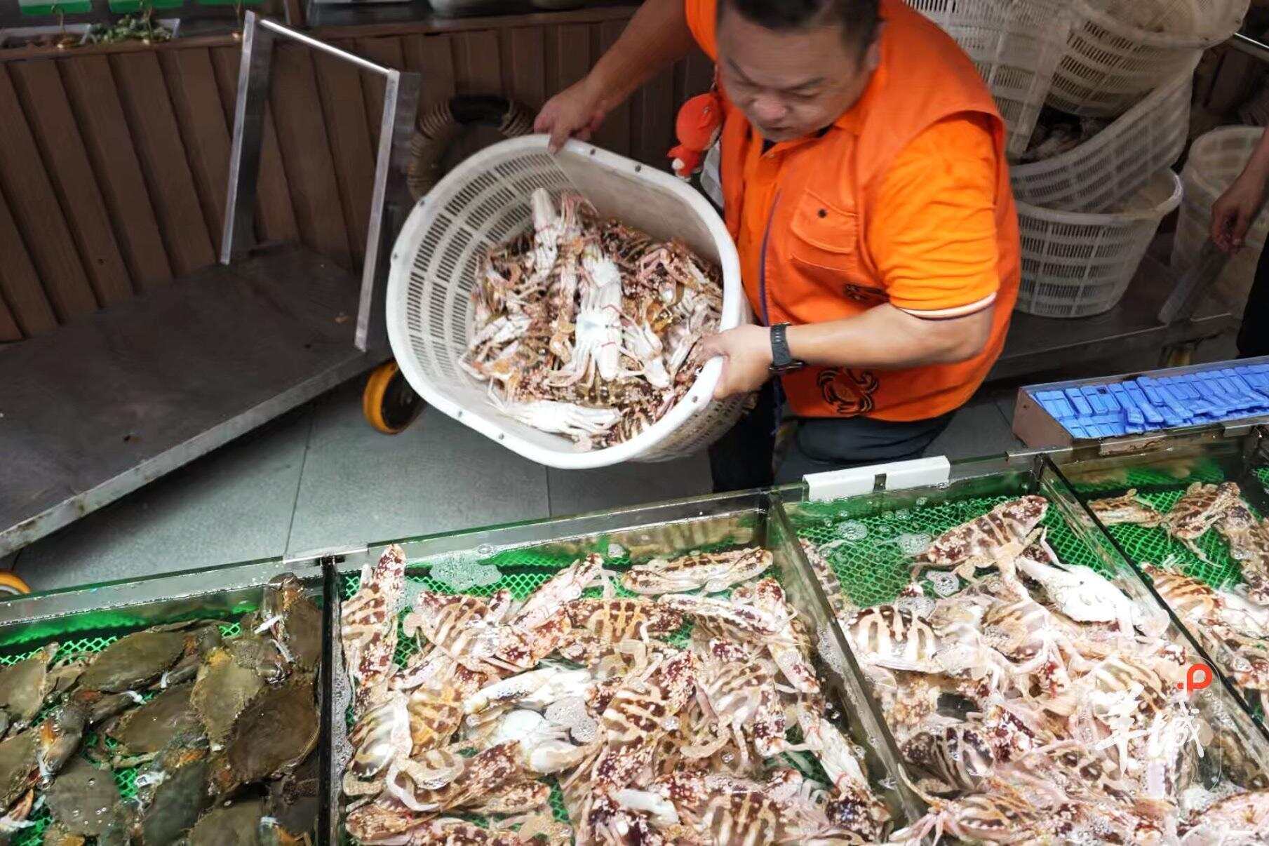 饭店工作人员将新鲜渔获倒入海鲜池。